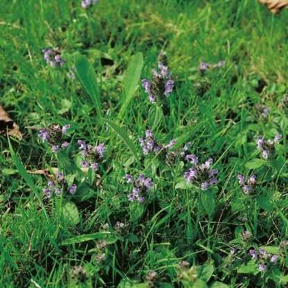 Picture of Herb Selfheal (Prunella Vulgaris)
